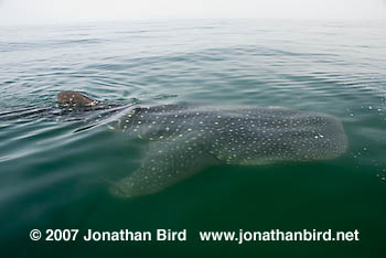 Whale Shark [Rhincodon typus]