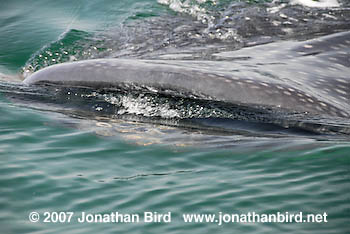 Whale Shark [Rhincodon typus]