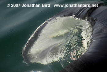 Atlantic Manta Ray [Manta birostris]