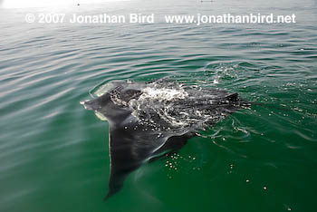 Atlantic Manta Ray [Manta birostris]