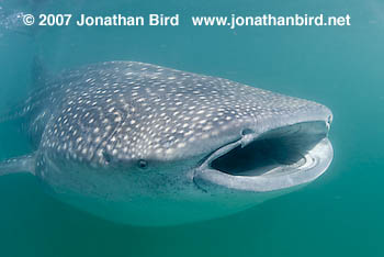 Whale Shark [Rhincodon typus]