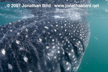 Whale Shark [Rhincodon typus]