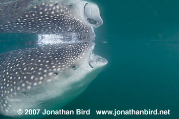 Whale Shark [Rhincodon typus]