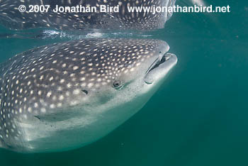 Whale Shark [Rhincodon typus]