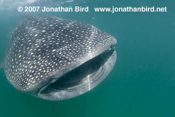 Whale Shark [Rhincodon typus]