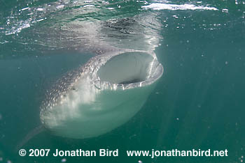 Whale Shark [Rhincodon typus]