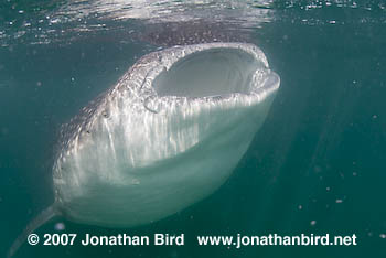 Whale Shark [Rhincodon typus]