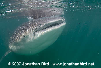 Whale Shark [Rhincodon typus]