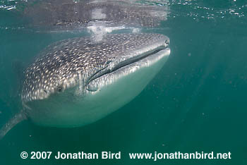 Whale Shark [Rhincodon typus]