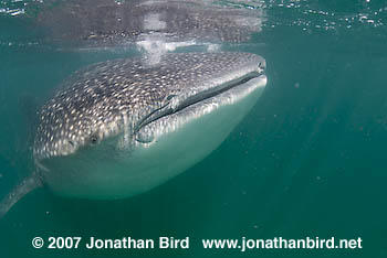 Whale Shark [Rhincodon typus]