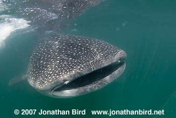 Whale Shark [Rhincodon typus]