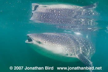 Whale Shark [Rhincodon typus]