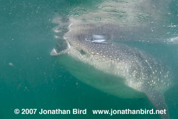 Whale Shark [Rhincodon typus]