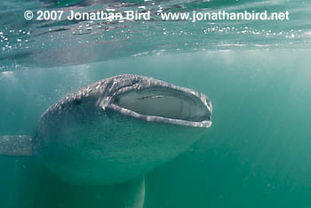 Whale Shark [Rhincodon typus]