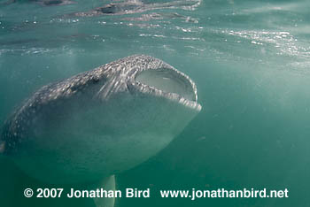 Whale Shark [Rhincodon typus]