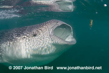 Whale Shark [Rhincodon typus]