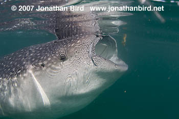 Whale Shark [Rhincodon typus]