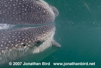 Whale Shark [Rhincodon typus]