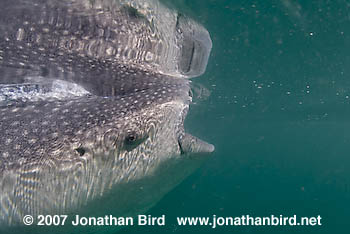 Whale Shark [Rhincodon typus]