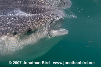 Whale Shark [Rhincodon typus]