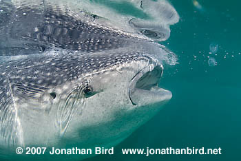 Whale Shark [Rhincodon typus]