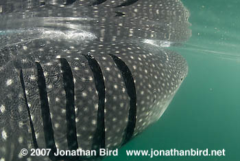 Whale Shark [Rhincodon typus]