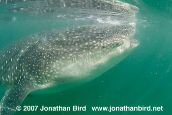 Whale Shark [Rhincodon typus]