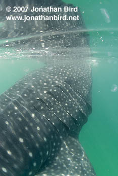 Whale Shark [Rhincodon typus]