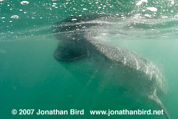 Whale Shark [Rhincodon typus]