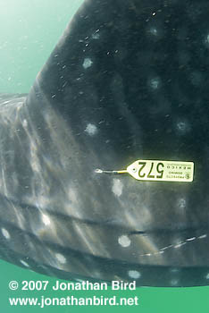 Whale Shark [Rhincodon typus]