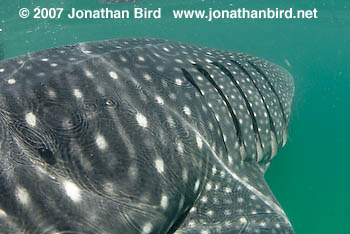 Whale Shark [Rhincodon typus]