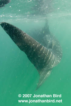 Whale Shark [Rhincodon typus]