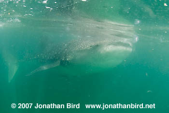 Whale Shark [Rhincodon typus]