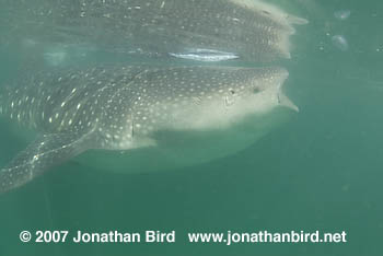 Whale Shark [Rhincodon typus]