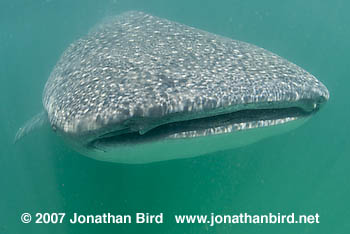 Whale Shark [Rhincodon typus]