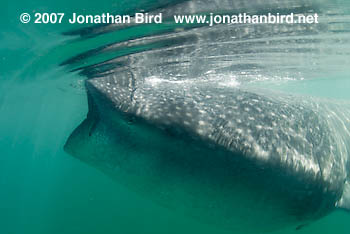 Whale Shark [Rhincodon typus]