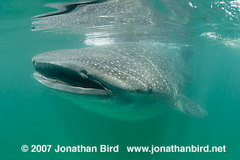 Whale Shark [Rhincodon typus]