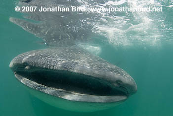 Whale Shark [Rhincodon typus]