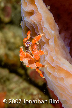 Cryptic Teardrop Crab [Pelia mutica]