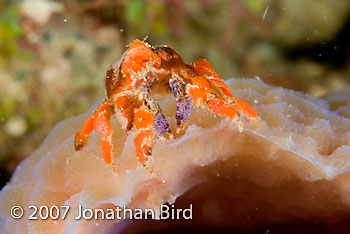 Cryptic Teardrop Crab [Pelia mutica]