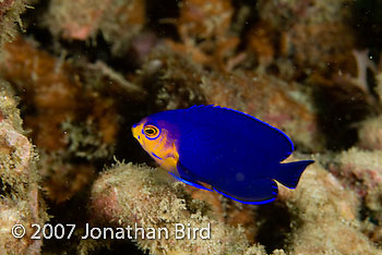 Cherubfish Angelfish [Centropyge argi]