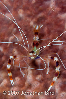 Banded coral Shrimp [Stenopus hispidus]