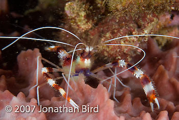 Banded coral Shrimp [Stenopus hispidus]