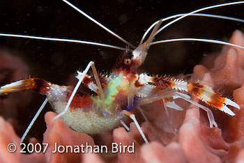 Banded coral Shrimp [Stenopus hispidus]
