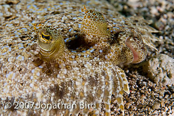 Unidentified Flounder [--]