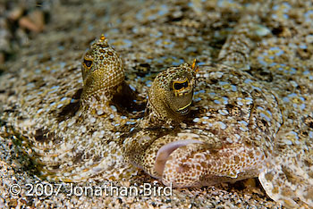 Unidentified Flounder [--]