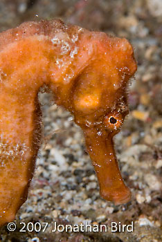 Long-snout Seahorse [Hippocampus reidi]