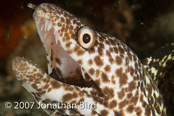 Spotted Moray eel [Gymnothorax moringa]