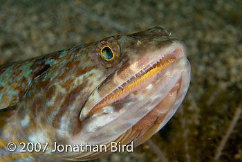 Sand diver Lizardfish [Synodus intermedius]