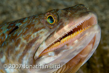 Sand diver Lizardfish [Synodus intermedius]